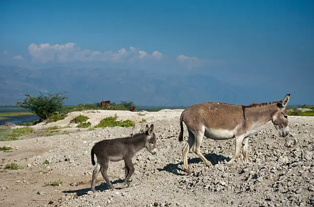 Photo of Donkyey mother and foal