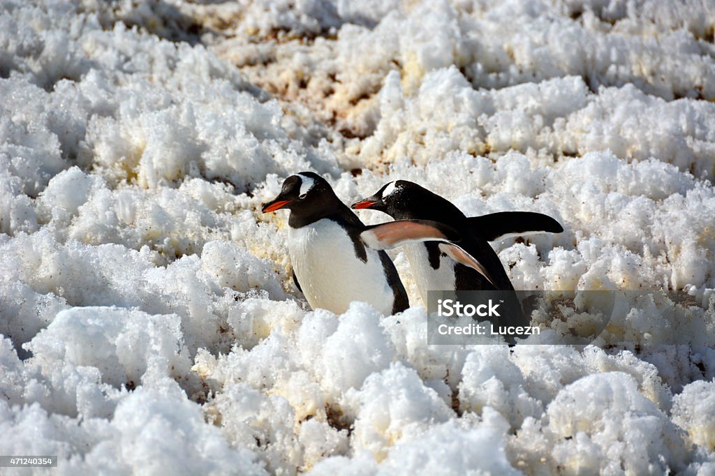 The penguin couple heading to ...... 2015 Stock Photo