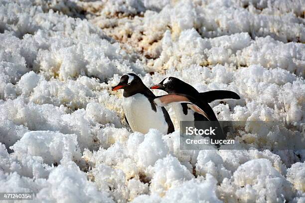 The Penguin Couple Heading To Stock Photo - Download Image Now - 2015, Animal, Animal Wildlife