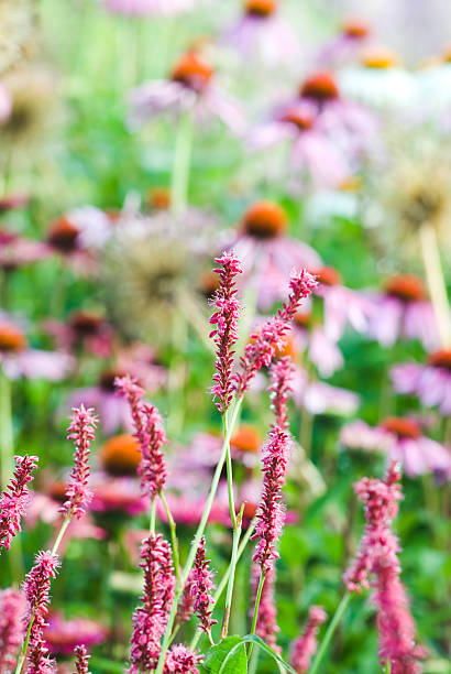 istock Fleeceflower (Persicaria amplexicaulis) 'Firetail' with Echinacea in the background 471240431