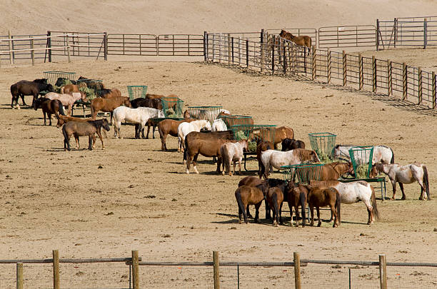 Holding pens for wild horses gathered as part of the Bureau of Land Management's wild horse control program.