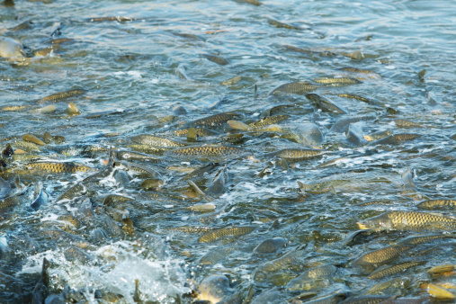 A large mass of swarming, splashing, flashing carp fish (Cyprinus Carpio) foam up the water in a confined channel at the Montezuma National Wildlife Refuge in western New York state.