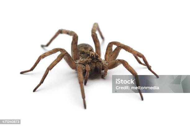 Araña Foto de stock y más banco de imágenes de Araña - Araña, Recortable, Fondo blanco