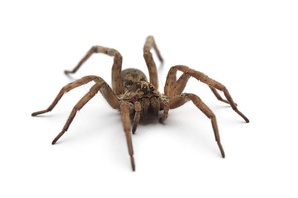Large tarantula on white surface Spider isolated on white. spider photos stock pictures, royalty-free photos & images