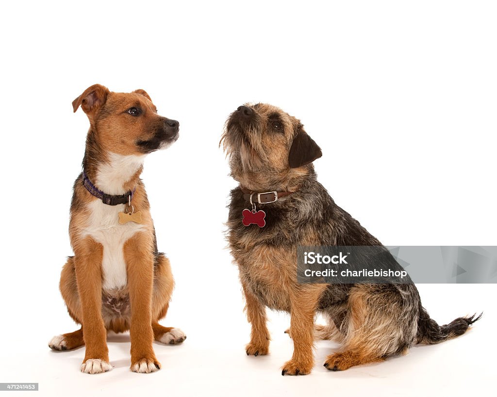 Dois cães pequenos isolado a branco - Royalty-free Amizade Foto de stock