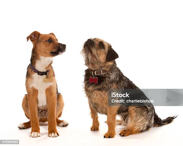 Dois Cães Pequenos Isolado A Branco - Fotografias de stock e mais imagens de Amizade - Amizade, Animal, Animal de Estimação