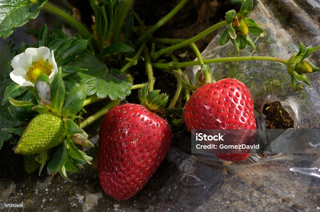 Close-up of 숙화 Strawberies 굴절률은 바인 - 로열티 프리 0명 스톡 사진