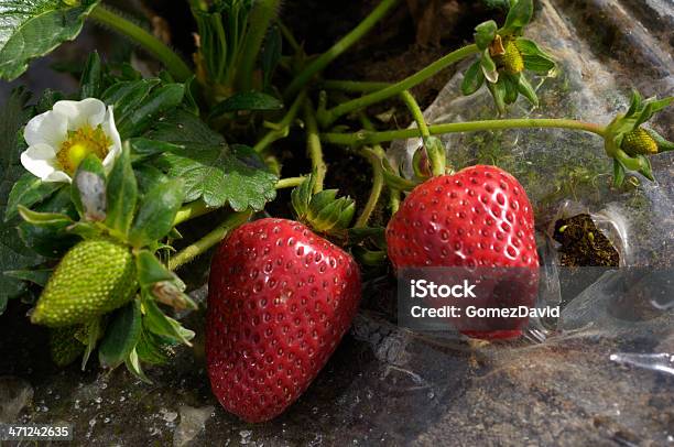 Zbliżenie Dojrzewania Strawberies Na Winorośli - zdjęcia stockowe i więcej obrazów Bez ludzi - Bez ludzi, Biznes finanse i przemysł, Central California