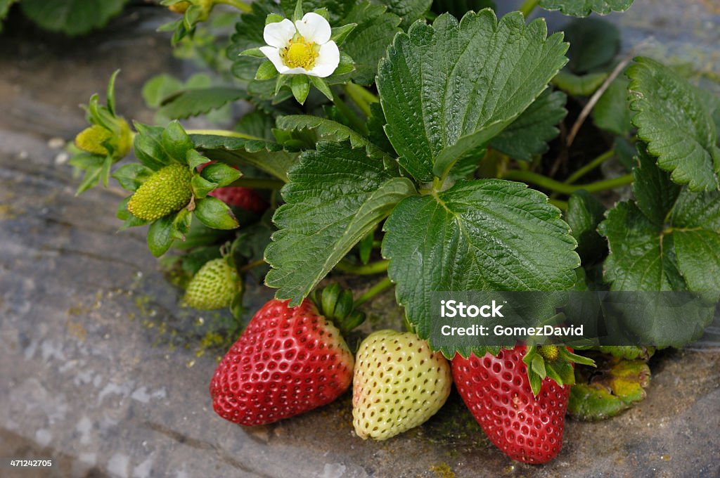 Close-up de maturação Strawberies na Videira - Royalty-free Agricultura Foto de stock