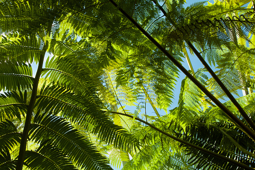 A canopy of tropical plants grow in greenhouse, backlit.