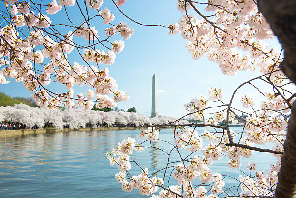 istock Cherry Blossoms in Washington, D.C. 471242726