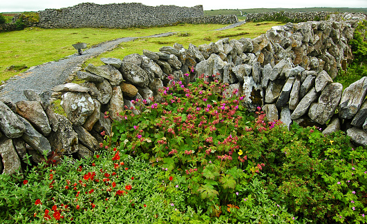 Native wildflowers grow among ancient stone walls in the Burren National Park at the Caherconnell Stone Fort