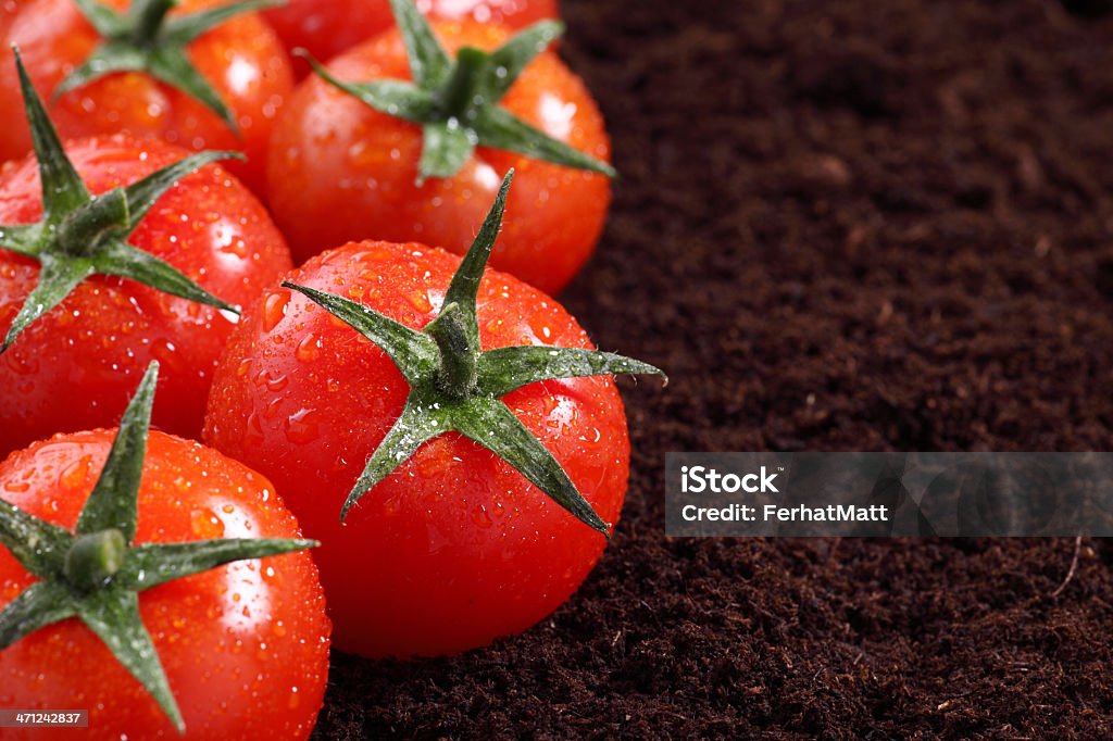 Pomodoro in terreno - Foto stock royalty-free di Alimentazione sana