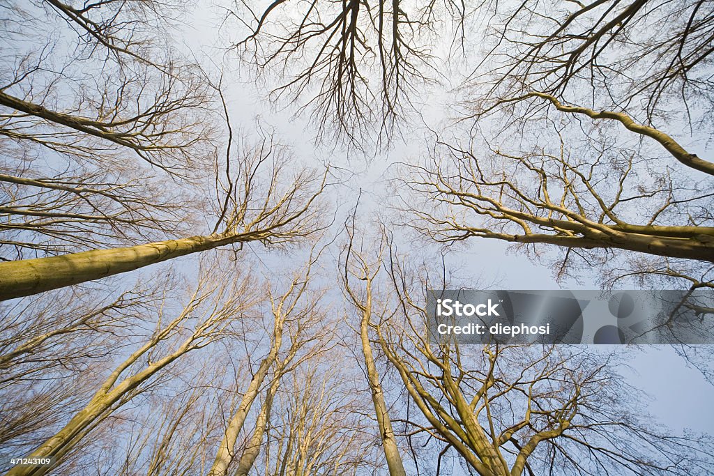 Blick auf den Himmel - Lizenzfrei Abenddämmerung Stock-Foto