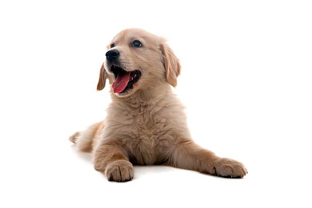 istock little golden retriever 471243175