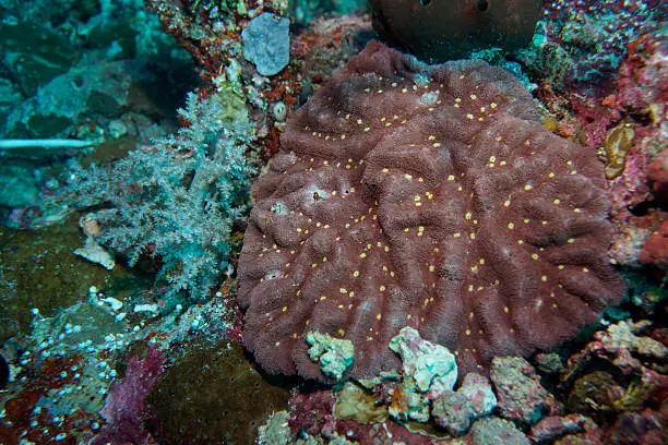 A fleshy coral colony on a Wakatobi, Indonesia, coral reef.