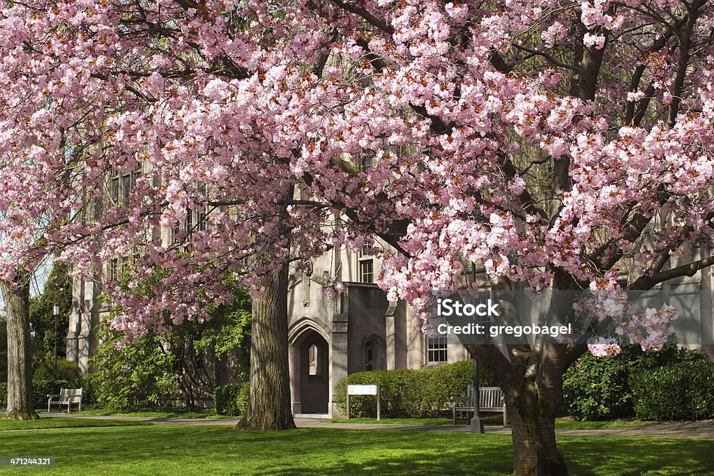 Fiore di ciliegio alberi presso la University of Washington - Foto stock royalty-free di Fiore di ciliegio