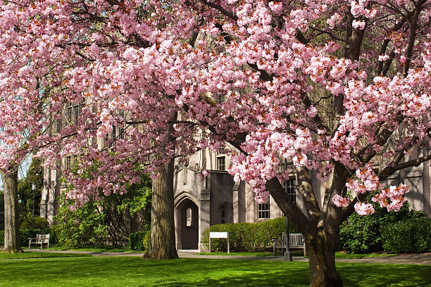 istock Cherry blossom trees at University of Washington 471244321
