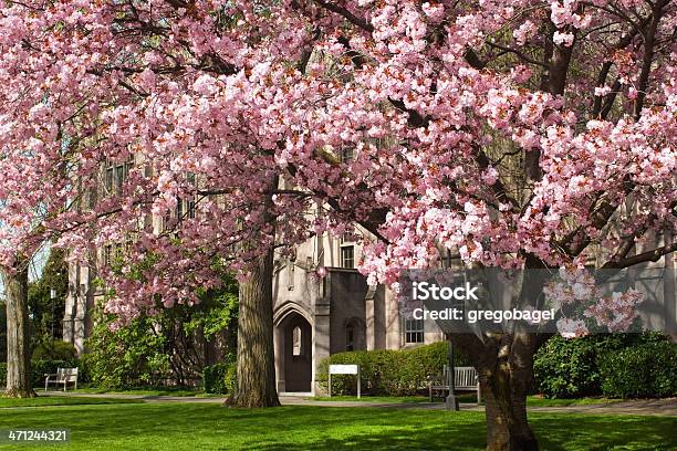 Drzewa Wiśni Na University Of Washington - zdjęcia stockowe i więcej obrazów Kwiat wiśni - Kwiat wiśni, Seattle, Szkoła średnia
