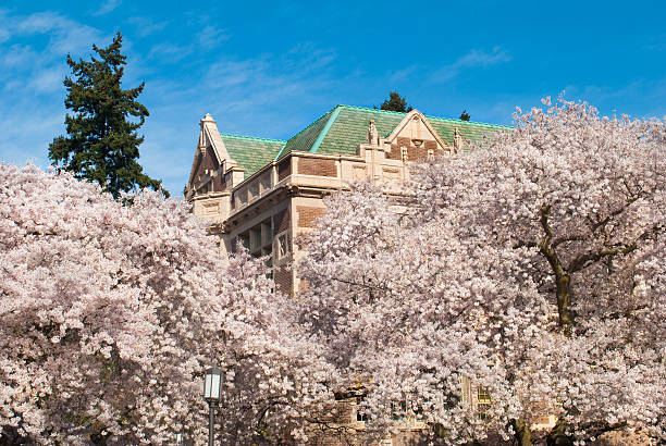 istock Cherry blossom trees at the University of Washington 471244337