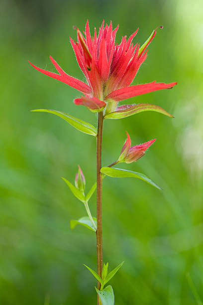 grand tetons rouge castilléjie wildflower - indian paintbrush photos et images de collection