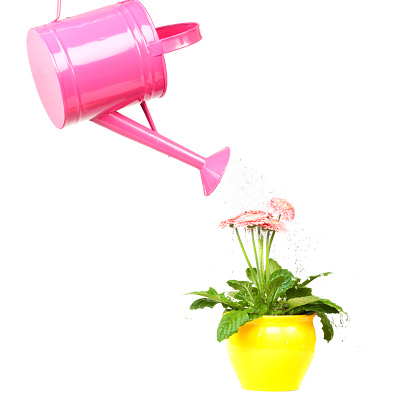 pink watering can a flower pours