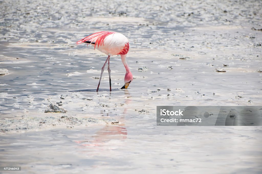 Flamingo Flamingos in the Laguna Blanca.  Animal Stock Photo