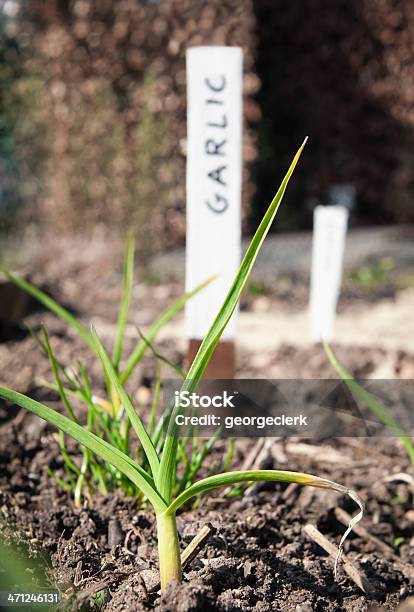 Foto de Cultivo De Alho e mais fotos de stock de Alho - Alho, Jardim comunitário, Comida