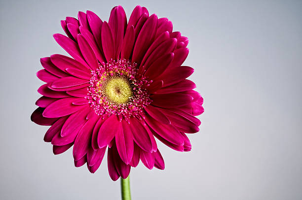 gerbera fondo macro serie - perfection gerbera daisy single flower flower fotografías e imágenes de stock