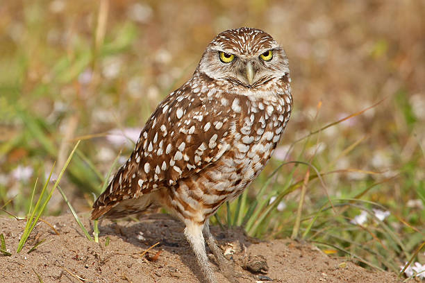 istock Burrowing Owls standing on the ground 471246430