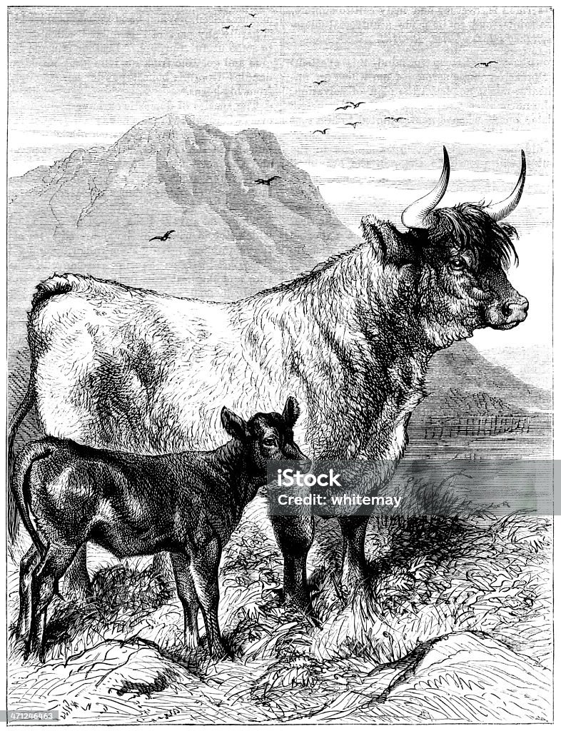 하떠이 하일랜드 cow 및 캘프 (빅토이라 일러스트 - 로�열티 프리 새긴 이미지 스톡 일러스트