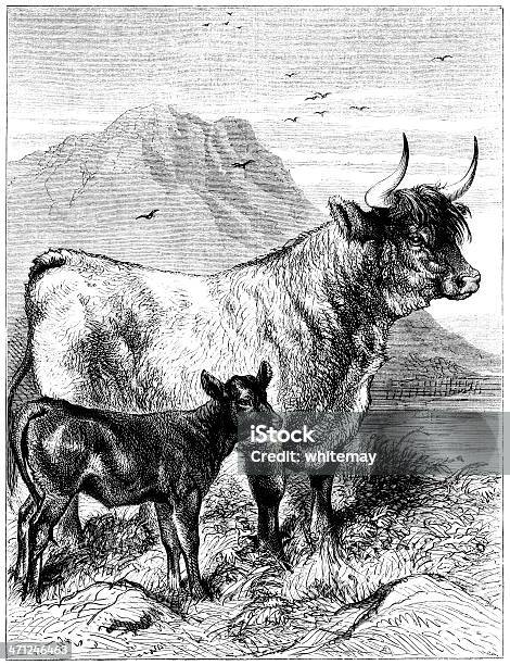 Vetores de West Highland Vaca E Panturrilha Victorian Ilustração e mais imagens de Fêmea de mamífero