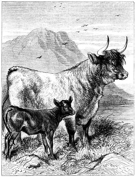 West Highland cow and calf (Victorian illustration) An illustration from "The Family Friend" published by S.W. Partridge & Co. (London, 1874). Highland cattle - a cow with her calf. british beef cow stock illustrations