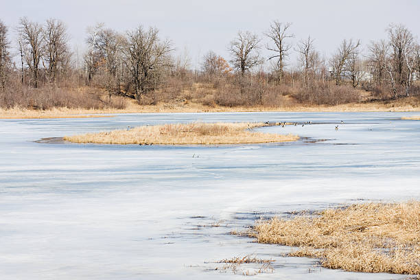 istock Rural Minnesota Lake with Canadian Geese in Spring 471246533