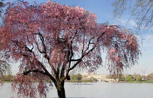 The bright pink cherry blossoms of a Japanese Cherry Tree set off the Pentagon and Air Force Memorial in the distance.