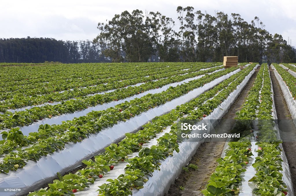 준비가 잘 익은 Strawberrys 수확하다 - 로열티 프리 농장 스톡 사진