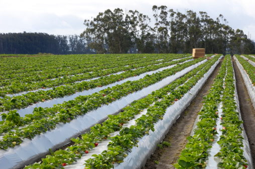 Field of ripe strawberries ready for harvest, with shipping boxes in the background.