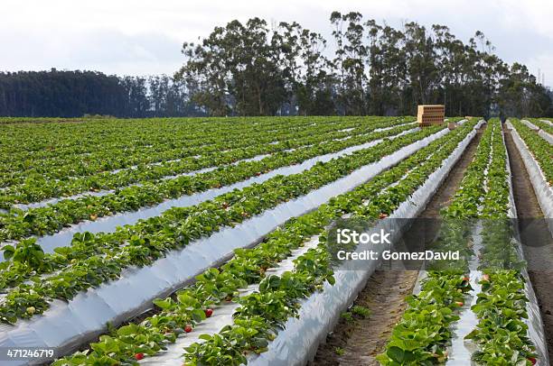 Спелые Strawberrys Ready For Harvest — стоковые фотографии и другие картинки Клубника - Клубника, Клубничная поляна, Ферма