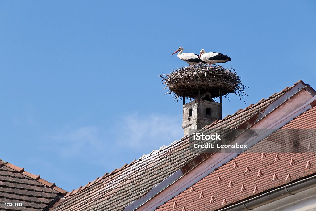 Storks - Foto stock royalty-free di Burgenland