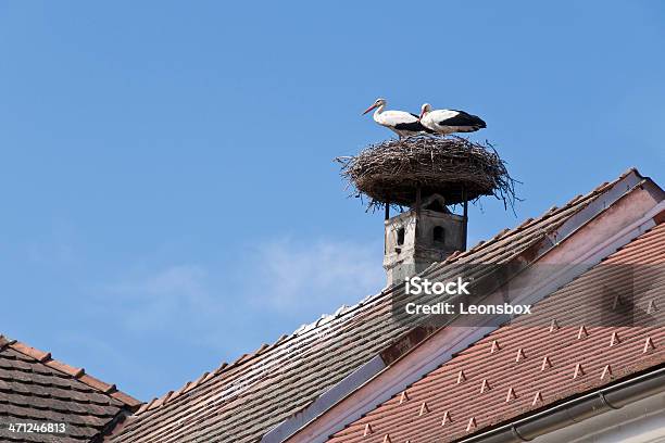 Storks - Fotografie stock e altre immagini di Burgenland - Burgenland, Cicogna, Cicogna bianca