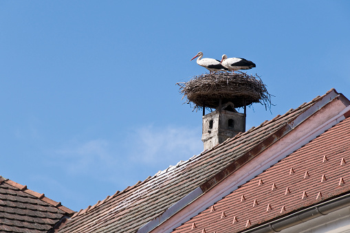 Storks nest on roof, Rust near Lake \