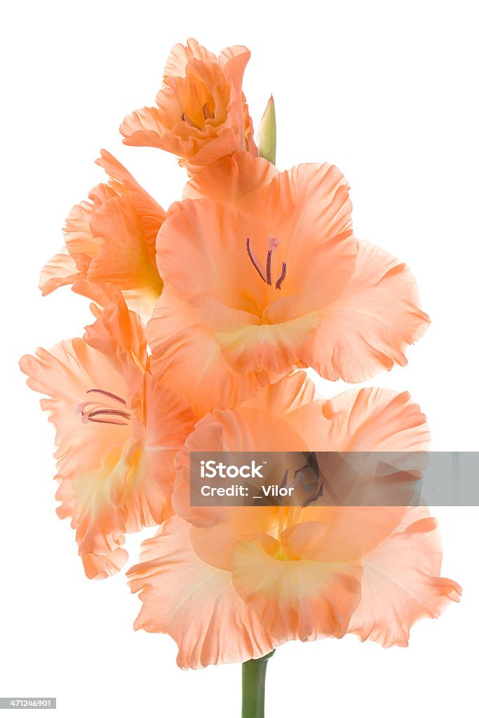 Gladiolo - Foto de stock de Amarillo - Color libre de derechos