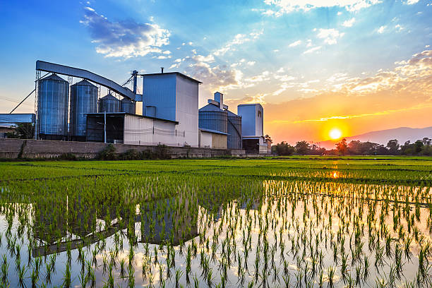 istock Landscape shot rice mill with reflection and sunset 471247018