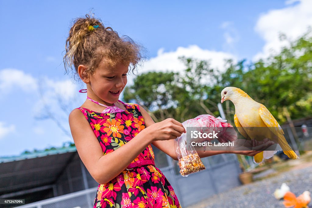 Feeding pigeons 2015 Stock Photo