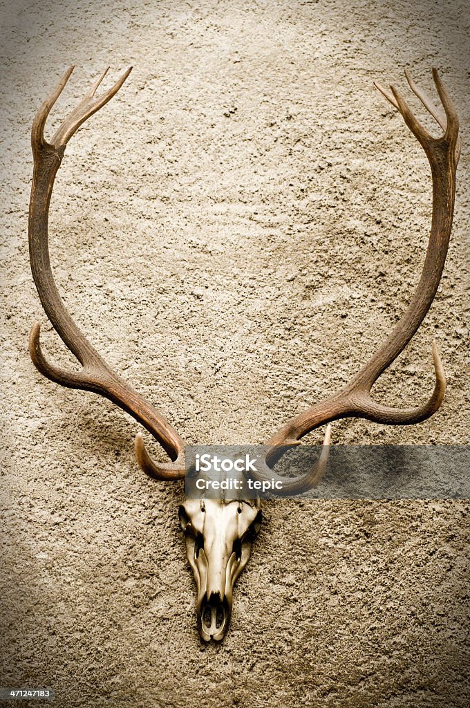 Deer's Skull Skull of a Deer, Vignette added Deer Stock Photo