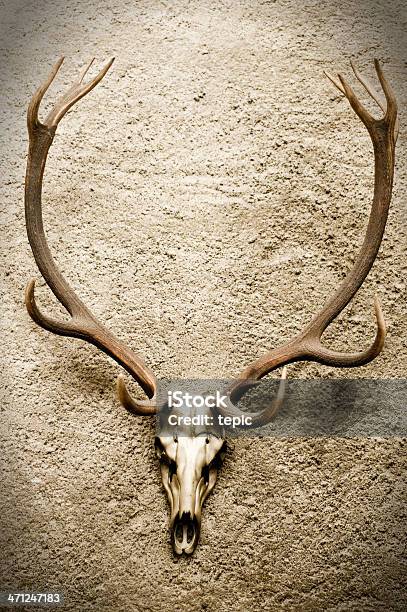 Deers Skull Stock Photo - Download Image Now - Deer, Wall - Building Feature, Animal