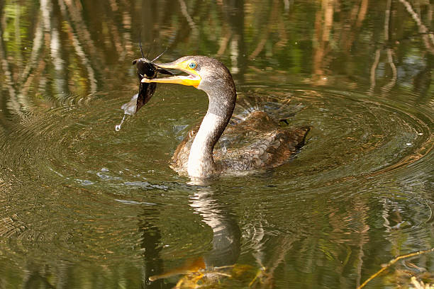 ушастый баклан с рыбой - crested cormorant стоковые фото и изображения