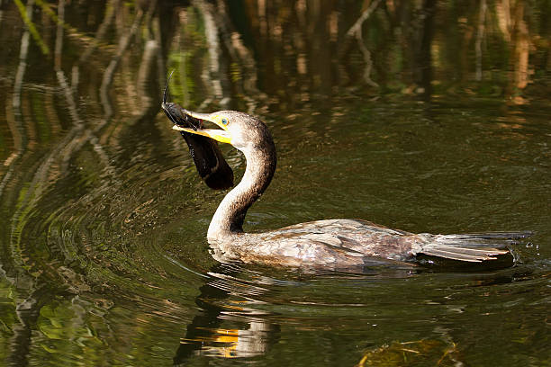 ушастый баклан с рыбой - crested cormorant стоковые фото и изображения