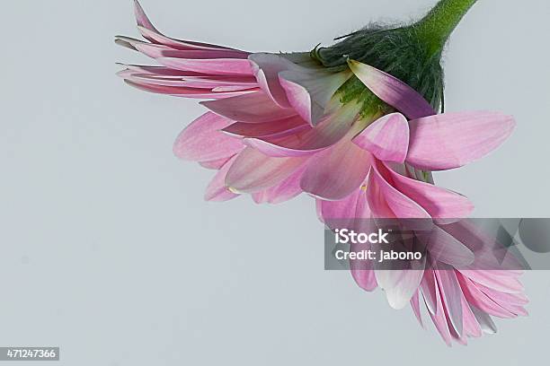 Pinkgerbera Daisy Close Up Profile Stock Photo - Download Image Now - Close-up, Cut Out, Daisy