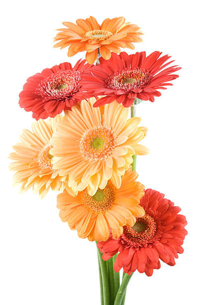 istock Many-coloured fowers on white background. 471247487
